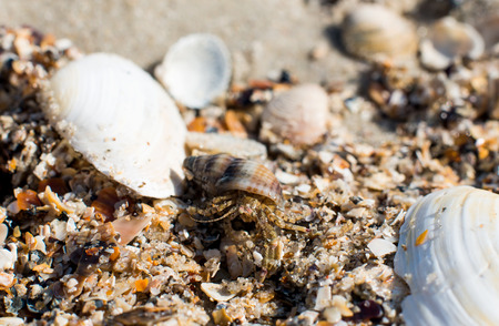 shells on the beach in the sandの写真素材