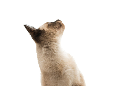 Siamese kitten on a white backgroundの写真素材