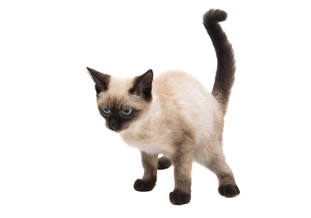 Siamese kitten on a white backgroundの写真素材