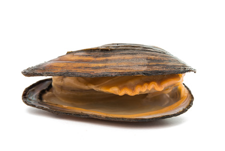 mussels on a white background