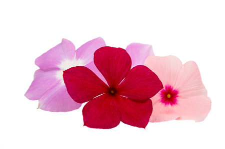 Periwinkle on a white backgroundの写真素材