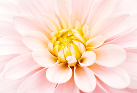 chrysanthemum flower macro wide frameの写真素材