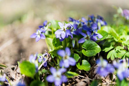 violets growing in the forestの写真素材