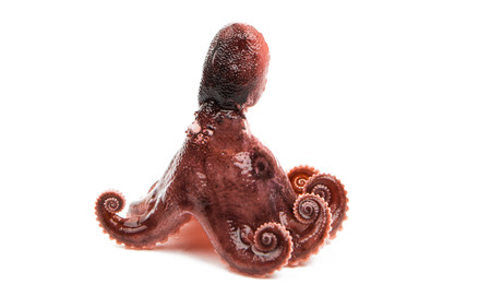 meat octopus on a white backgroundの写真素材