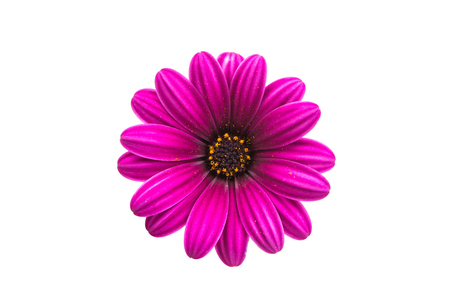 Osteospermum Daisy or Cape Daisy Flower Flower Isolated over White Background. Macro Closeupの写真素材