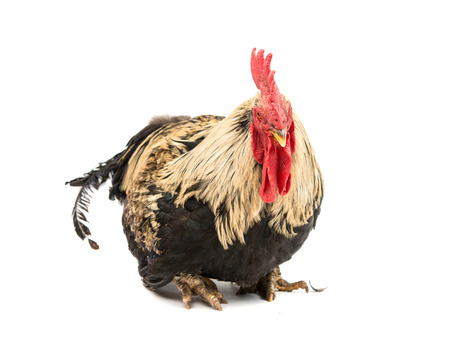 rooster on a white background