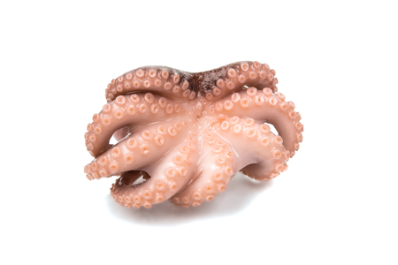 Octopus on a white backgroundの写真素材