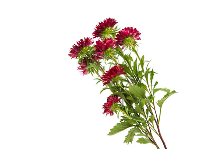 red chrysanthemum on white backgroundの写真素材