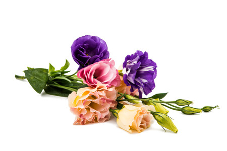 eustoma flower on a white backgroundの写真素材