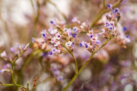Background of small flowers fieldの写真素材