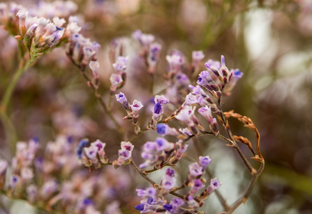 Background of small flowers fieldの写真素材