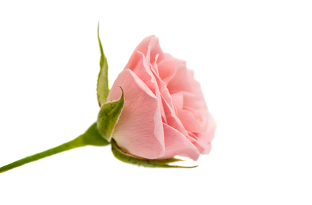 little pink rose on a white backgroundの写真素材