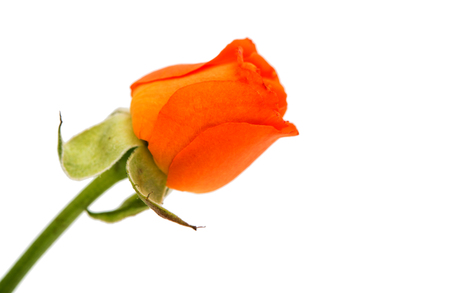 orange rose on a white backgroundの写真素材