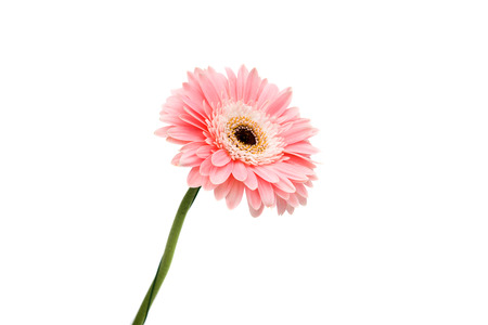 Gerbera Daisy isolated on whiteの写真素材