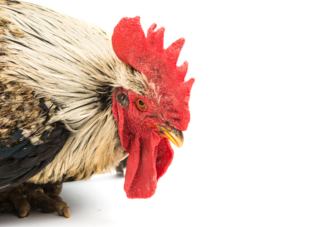 Beautiful cock closeup on a white backgroundの写真素材