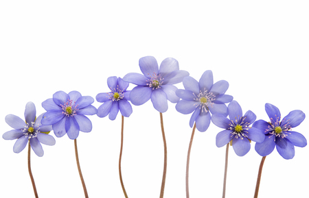 spring flowers Hepatica nobilis on a white backgroundの写真素材