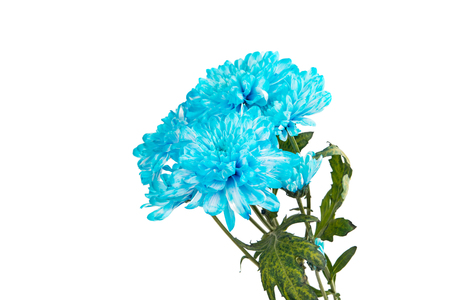 Blue Chrysanthemum Flower Isolated over White Background. Beautiful Dahlia Flowerhead Macroの写真素材