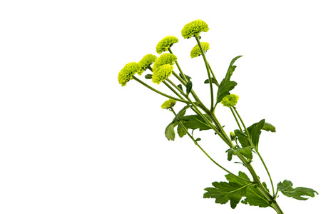 Macro of a green chrysanthemum isolated on white background.の写真素材