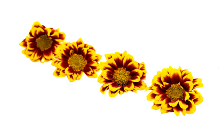Yellow red chrysanthemum on a white backgroundの写真素材