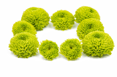 Sweet color chrysanthemums  for the soft background.の写真素材