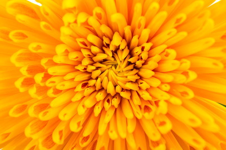 yellow Chrysanthemum flowers