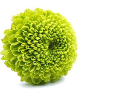 Macro of a green chrysanthemum isolated on white background.の写真素材