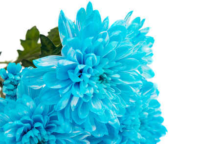 Blue Chrysanthemum Flower Isolated over White Background. Beautiful Dahlia Flowerhead Macroの写真素材