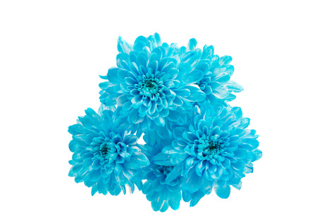 Blue Chrysanthemum Flower Isolated over White Background. Beautiful Dahlia Flowerhead Macroの写真素材