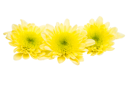 Chrysanthemum flower head isolated on white backgroundの写真素材