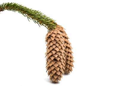 Christmas tree cones on a white backgroundの写真素材