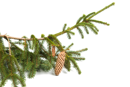 spruce branch with cones on white backgroundの写真素材