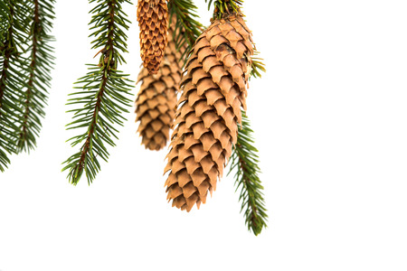 spruce branch with cones on white background