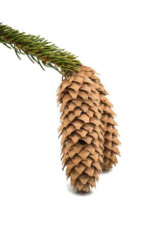 cones Christmas tree on a white backgroundの写真素材