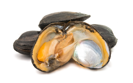 group of boiled mussels in shells isolated on white backgroundの写真素材