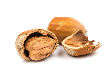 hazel nuts in the shell on a white background
