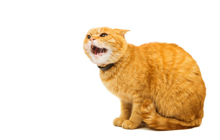 aggressive red cat on a white background