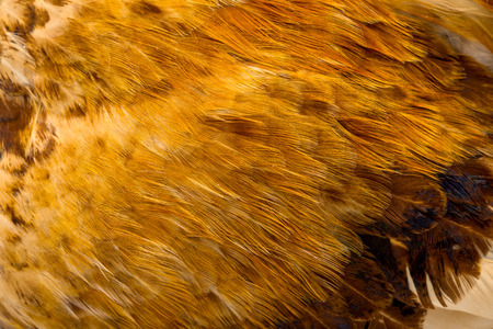 background feather rooster closeup
