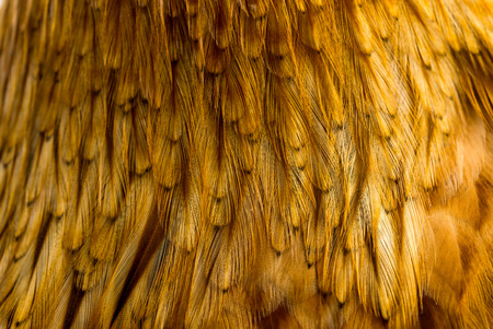 background feather rooster closeupの写真素材