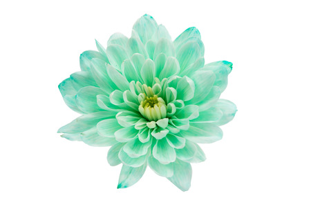 Chrysanthemum Flower Square Backroundの写真素材