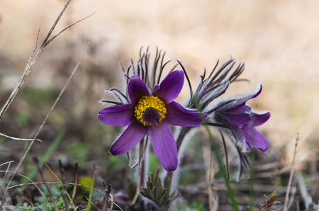 pasque flower, Pulsatilla patens. Pasqueflowers (Pulsatilla patens) on the field with grass. pasque flower.の写真素材