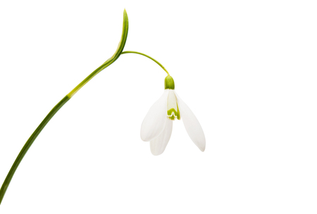 beautiful snowdrop flower white isolated on white backgroundの写真素材
