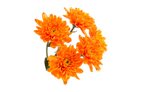 Autumn Chrysanthemum flower isolated on white backgroundの写真素材
