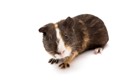 guinea pig isolated on white backgroundの写真素材