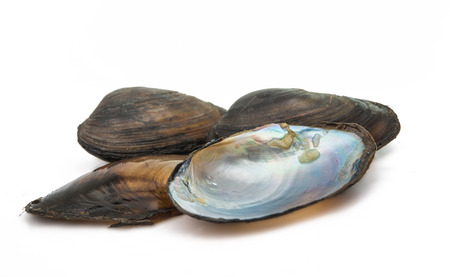 mussels isolated on white background