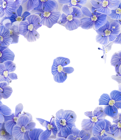 Small gentle blue flowers isolated on white backgroundの写真素材