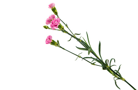 carnation flower isolated on white backgroundの写真素材