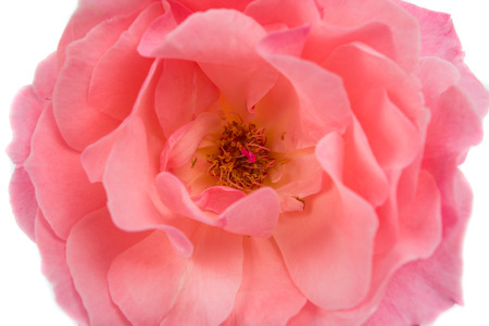 pink rose isolated on white backgroundの写真素材