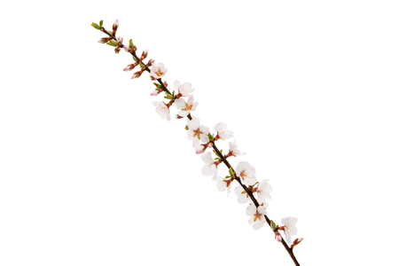 branch with cherry flowers on a white backgroundの写真素材