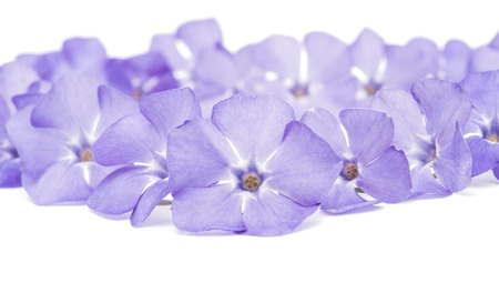 blue flower periwinkle isolated on white backgroundの写真素材