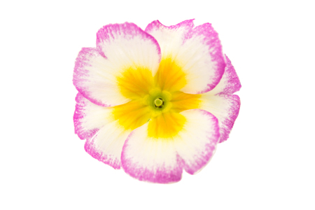 Primrose flower isolated on white backgroundの写真素材